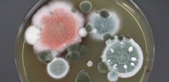 Schimmelpilze-Mischkultur in einer Petrischale