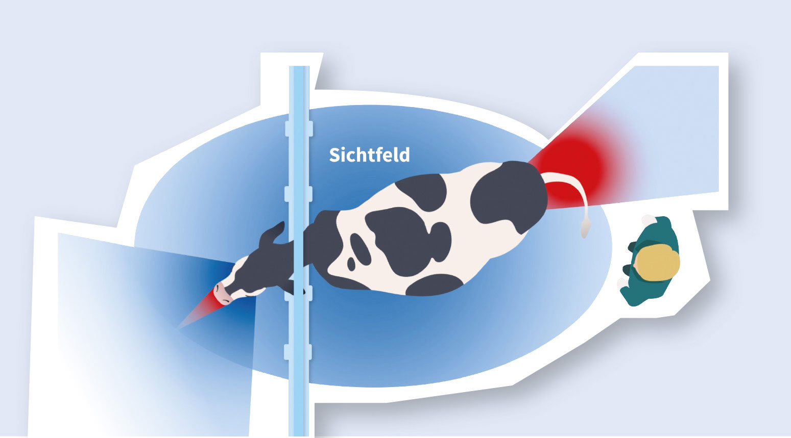 Illustration: Ein schwarz-weiß geschecktes Rind von oben, der Kopf steckt in einer Fixiervorrichtung. Vom Kopf des Rinds ist der Radius des Sichtfelds markiert, um das Rind herum dessen Sichtfeld. Um den Schwanz des Rinds ist ein weiterer Radius markiert, die Zone sicheren Arbeitens. Links von dieser Zone und außerhalb des Sichtfelds des Rinds steht eine Person.