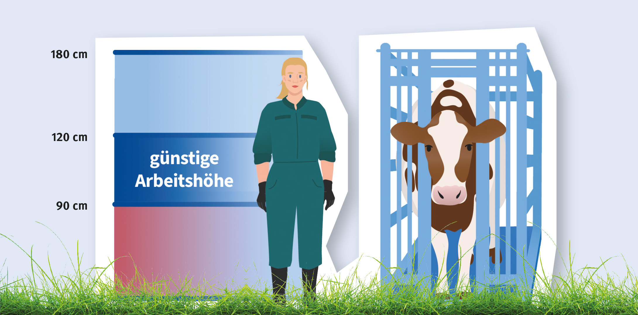 Illustration: Eine Person in Arbeitsoverall, mit Handschuhen und Stiefeln in Frontalansicht. Links von der Person ist vom Scheitel bis zur Sohle eine Skala mit Höhen von 90 cm, 120 cm und 180 cm markiert. Das Feld zwischen den Punkten 90 cm und 120 cm wird als "günstige Arbeitshöhe" markiert. Neben der Person sieht man zum Vergleich ein Rind im Boxengatter.