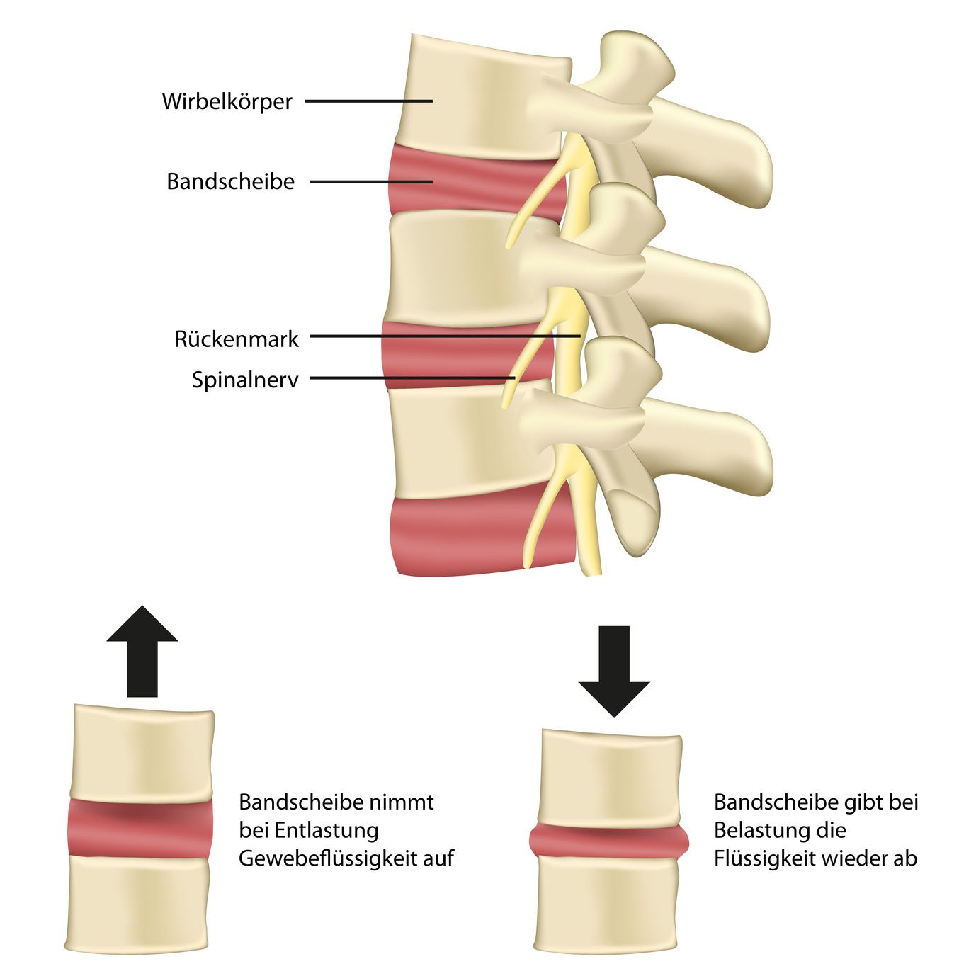 Entlang der Wirbelsäule verläuft das Rückenmark, von dem Spinalnerven abgehen. Bandscheiben nehmen bei Entlastung Gewebeflüssigkeit auf - und geben sie bei Belastung wieder ab. Die Rückenmuskulatur fängt Belastungen auf und federt Stöße ab.