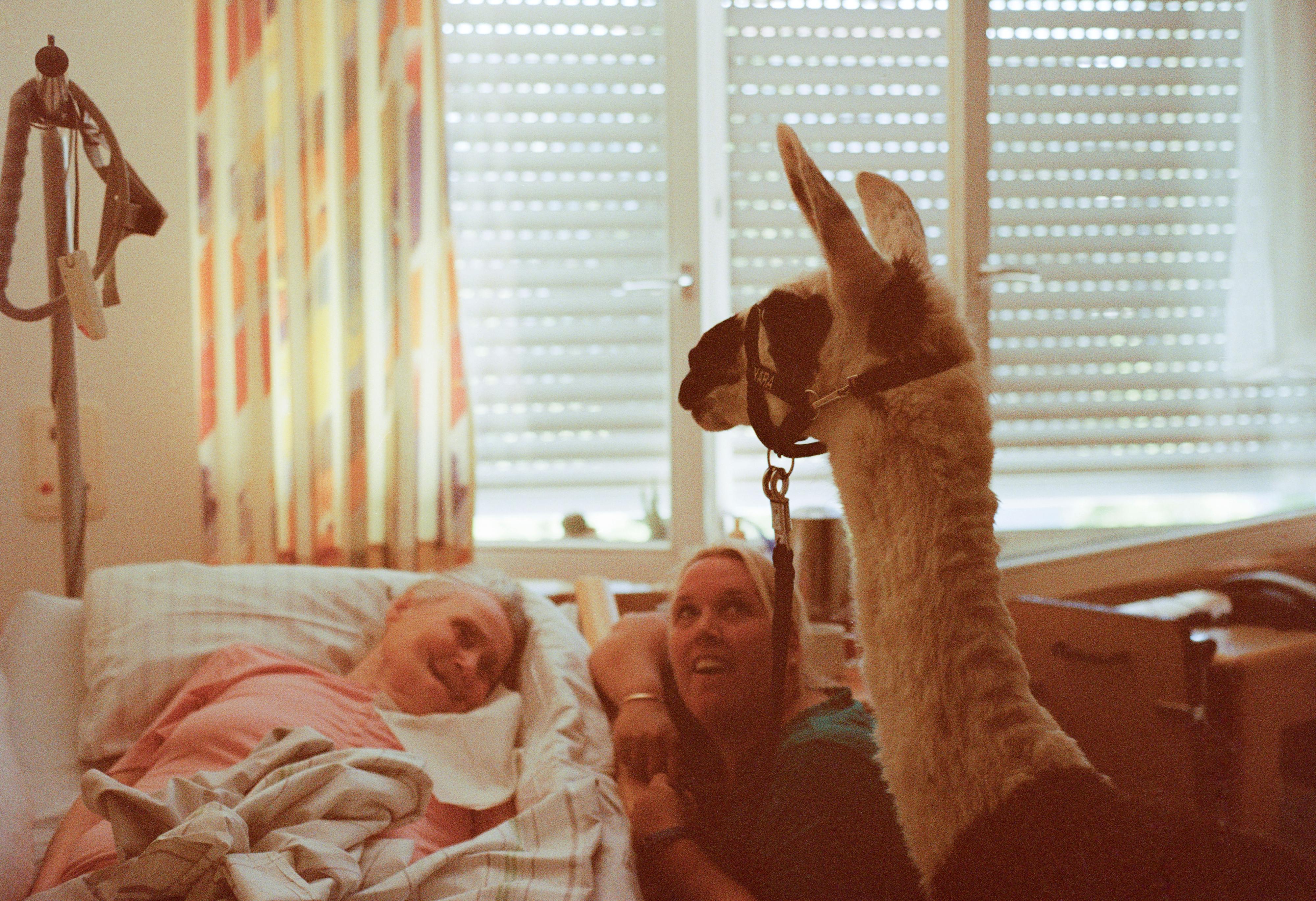 Mensch - Arbeit - Alter 2020 Ein Lama steht am Bett einer älteren Frau.