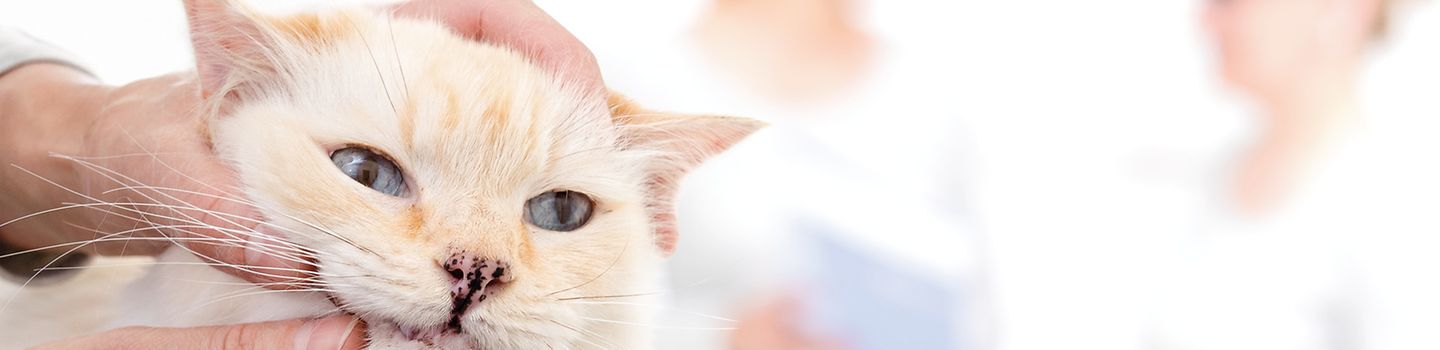 Branchenmotiv Tiermedizin, Gefährdungsbeurteilung Katze bei einer Untersuchung am Maul, im Hintergrund zwei Frauen in medizinischer Kleidung