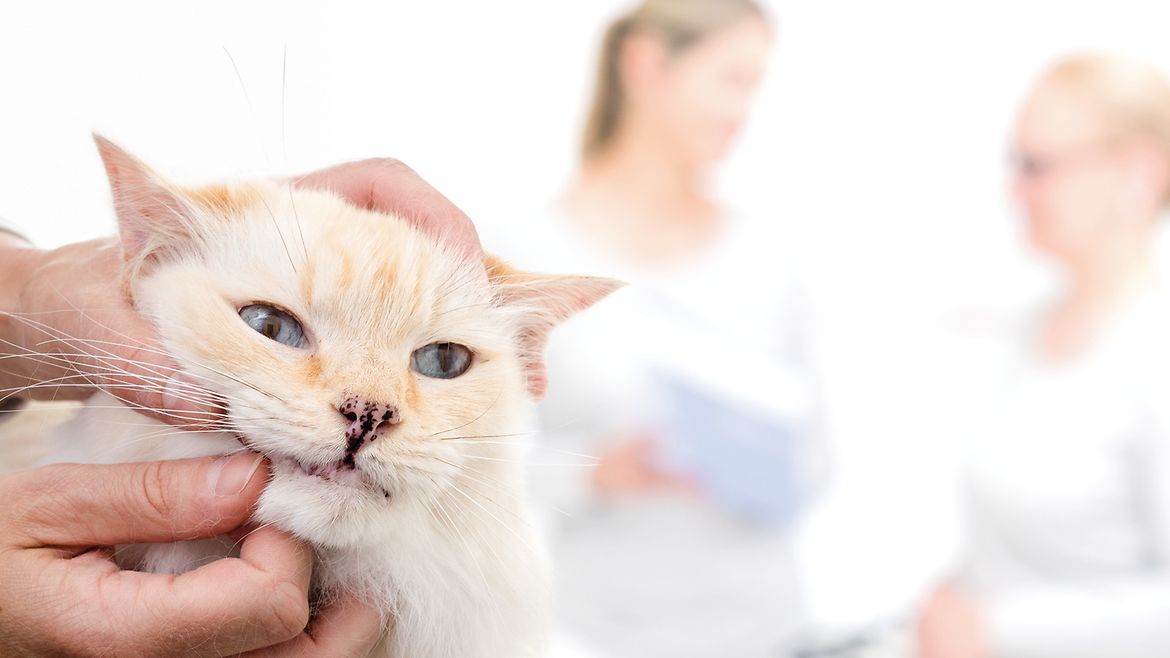 Katze bei einer Untersuchung am Maul, im Hintergrund zwei Frauen in medizinischer Kleidung