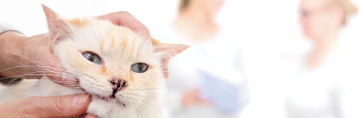 Katze bei einer Untersuchung am Maul, im Hintergrund zwei Frauen in medizinischer Kleidung