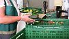 Person mit Schürze steht vor grüner Kiste und hat mehrere Zucchini in den Händen. Sie trägt Einmalhandschuhe.