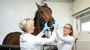 Zwei Damen in Weiß und mit Handschuhen hantieren auf Schulterhöhe am Maul eines stehenden Pferdes