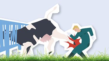 Illustration: Ein schwarz-weiß geschecktes Rind von oben, deren Kopf in einer Fixiervorrichtung steckt. Das Rind tritt nach hinten aus, an das Knie einer Person in Arbeitsoverall, Stiefeln und Handschuhen. Die Person krümmt sich zusammen.