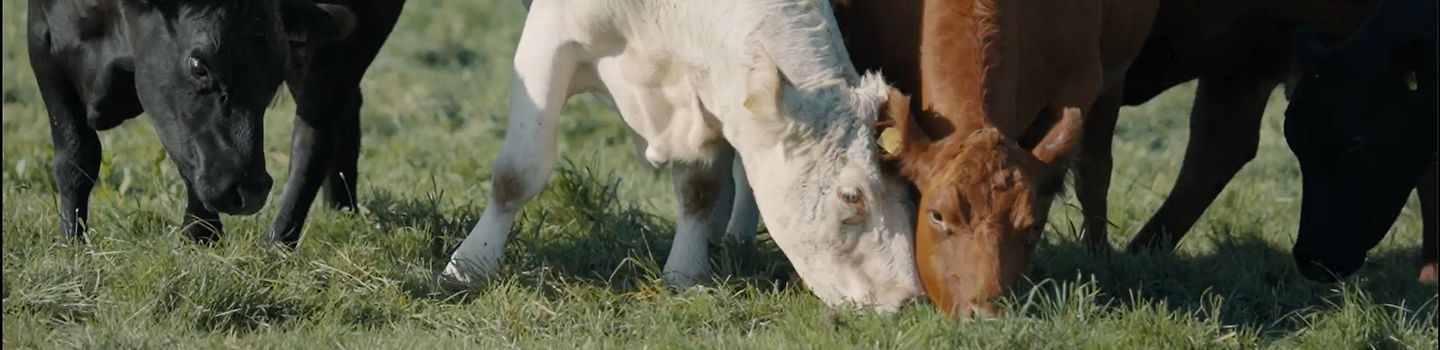 Drei Rinder stehehn auf einer Weide und essen Gras.