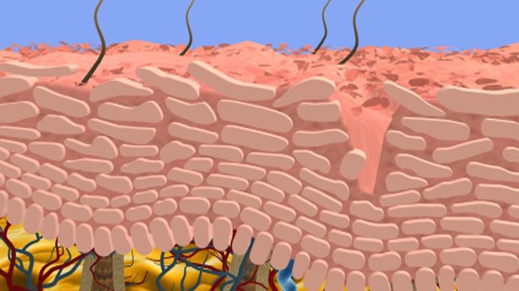 Hängt Die Haut Wenn Man 20 Kg Abnimmt Die Haut – Funktionen, Aufbau und Gefahren - bgw-online