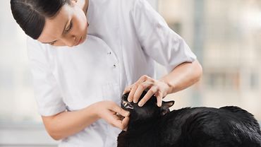 Katzen in der tierärztlichen Praxis Eine Tierärztin untersucht eine Katze