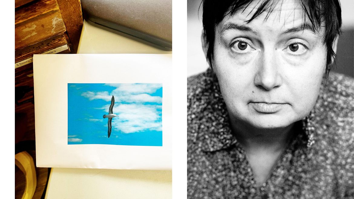 Collage aus zwei Bildern: Links: Auf dem Tisch liegt eine Bild mit einer fliegenden Möwe. Rechts: Porträt einer Frau.
